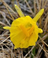 Narcissus bulbocodium subsp. citrinus Narcissus bulbocodium subsp. citrinus
