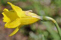 Narcissus asturiensis subsp jacetanus