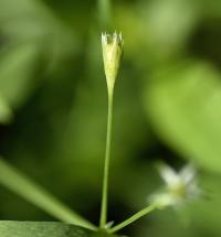 Stellaria alsine