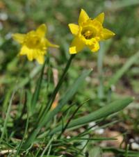 Narcissus asturiensis subsp jacetanus