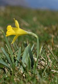Narcissus asturiensis subsp jacetanus