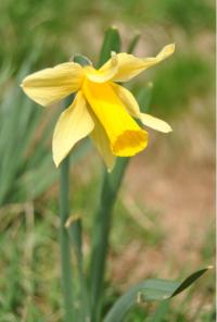 Narcissus abscissus