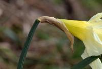 Narcissus pseudonarcissus