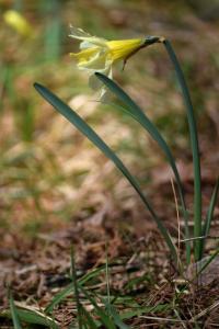 Narcissus pseudonarcissus