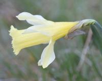 Narcissus pseudonarcissus