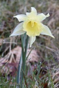 Narcissus pseudonarcissus