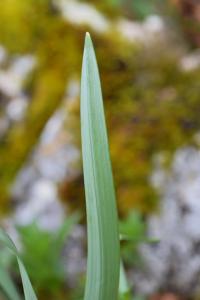 Narcissus varduliensis 