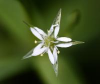 Stellaria alsine