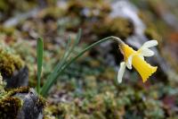 Narcissus varduliensis 