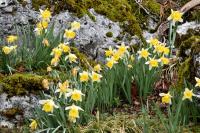 Narcissus varduliensis 