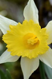 Narcissus varduliensis 