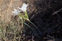 Pancratium maritimum