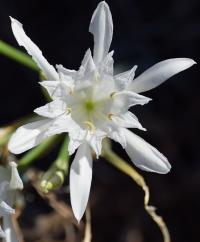 Pancratium maritimum