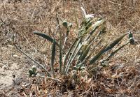 Pancratium maritimum