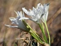 Pancratium maritimum