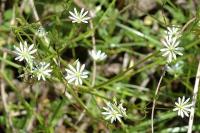 Stellaria graminea