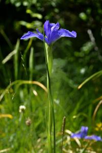 Iris latifolia