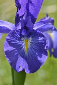 Iris latifolia