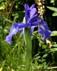 Iris latifolia