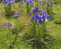 Iris latifolia