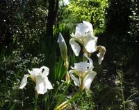 Iris germanica