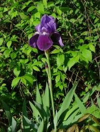 Iris germanica