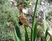 Iris germanica