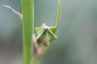 Iris graminea