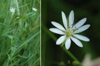 Stellaria graminea