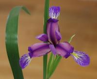 Iris graminea