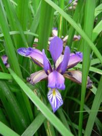 Iris graminea