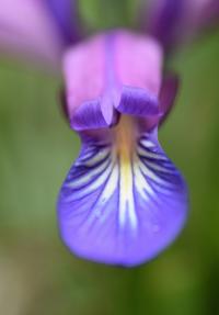 Iris spuria subsp. maritima