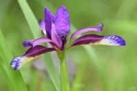 Iris spuria subsp. maritima