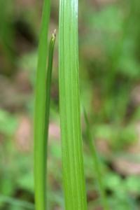 Iris spuria subsp. maritima