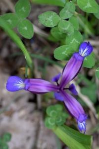 Iris spuria subsp. maritima