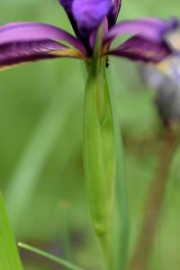 Iris spuria subsp. maritima