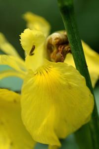 Iris pseudacorus