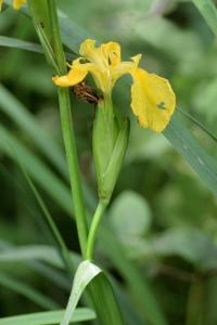 Iris pseudacorus