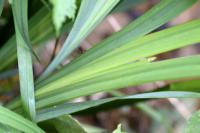 Iris pseudacorus