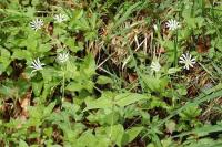 Stellaria graminea