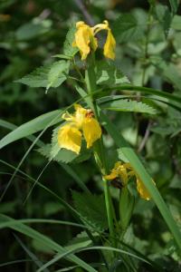 Iris pseudacorus