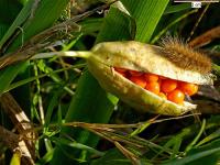 Iris foetidissima