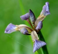 Iris foetidissima