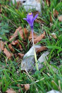 Crocus nudiflorus