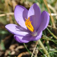 Crocus nudiflorus