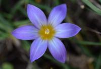 Romulea bulbocodium