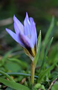 Romulea bulbocodium