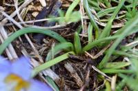 Romulea bulbocodium