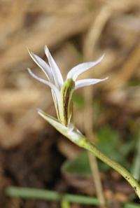 Romulea columnae