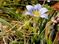 Romulea columnae